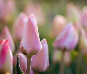 Preview wallpaper tulips, flowers, buds, macro, pink