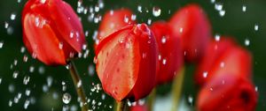 Preview wallpaper tulips, flowers, buds, drops, blurred