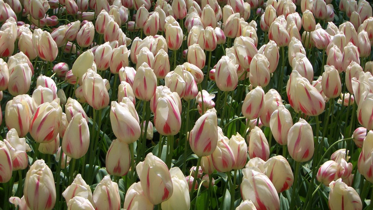 Wallpaper tulips, flowers, buds, colorful, many
