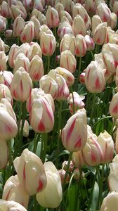 Preview wallpaper tulips, flowers, buds, colorful, many