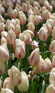 Preview wallpaper tulips, flowers, buds, colorful, many