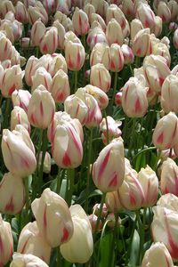 Preview wallpaper tulips, flowers, buds, colorful, many