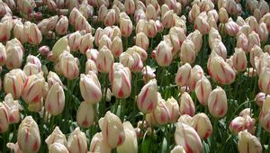 Preview wallpaper tulips, flowers, buds, colorful, many