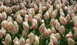 Preview wallpaper tulips, flowers, buds, colorful, many