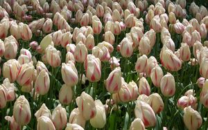 Preview wallpaper tulips, flowers, buds, colorful, many