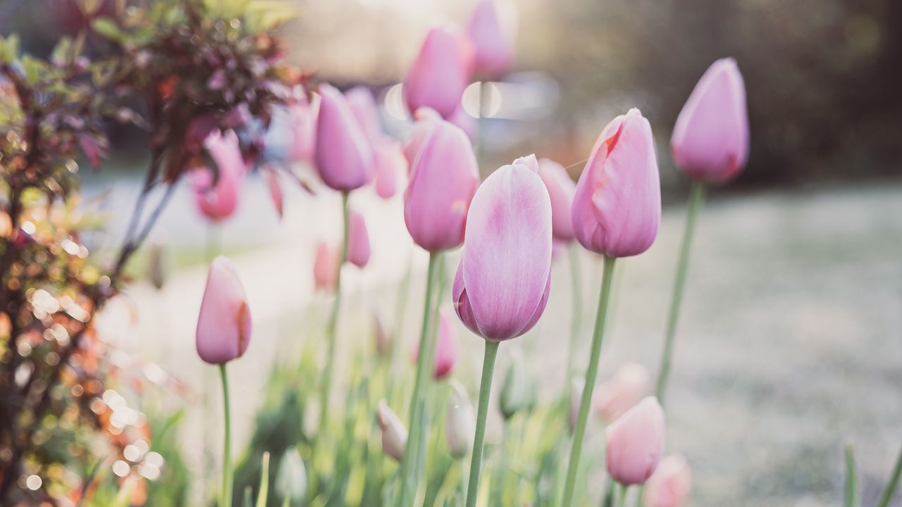 Wallpaper tulips, flowers, buds, pink, macro