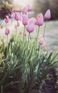 Preview wallpaper tulips, flowers, buds, pink, macro