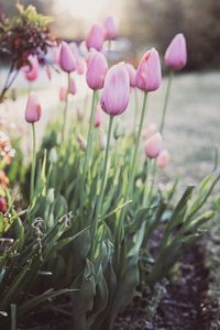 Preview wallpaper tulips, flowers, buds, pink, macro