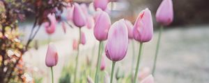 Preview wallpaper tulips, flowers, buds, pink, macro