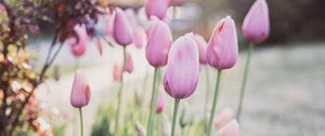 Preview wallpaper tulips, flowers, buds, pink, macro
