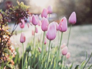 Preview wallpaper tulips, flowers, buds, pink, macro