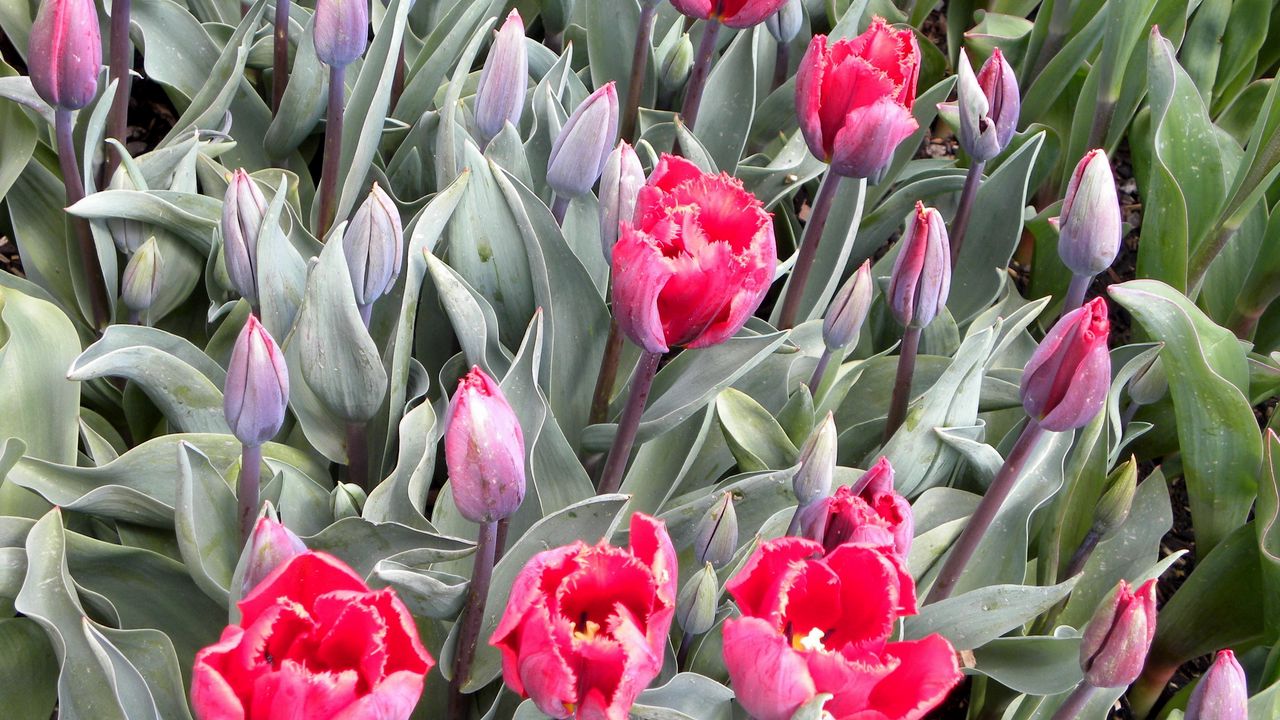 Wallpaper tulips, flowers, buds, green