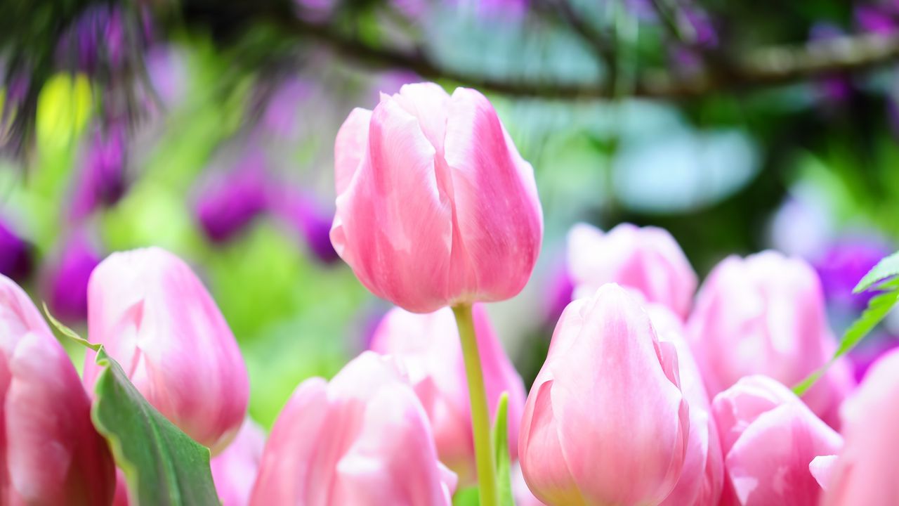 Wallpaper tulips, flowers, buds, spring, sharpness