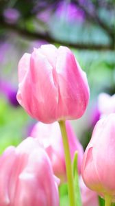 Preview wallpaper tulips, flowers, buds, spring, sharpness