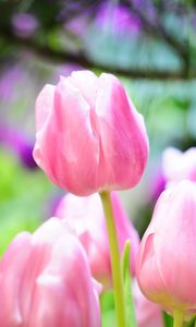 Preview wallpaper tulips, flowers, buds, spring, sharpness