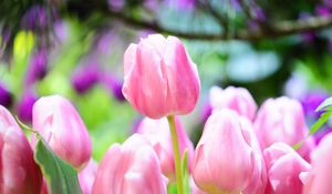 Preview wallpaper tulips, flowers, buds, spring, sharpness