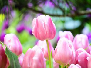 Preview wallpaper tulips, flowers, buds, spring, sharpness