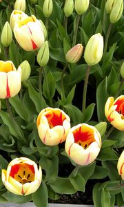 Preview wallpaper tulips, flowers, buds, herbs, sprouts
