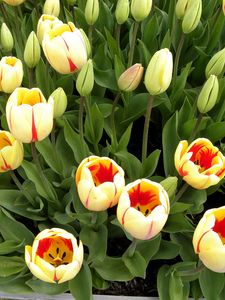 Preview wallpaper tulips, flowers, buds, herbs, sprouts