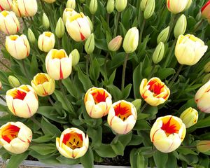 Preview wallpaper tulips, flowers, buds, herbs, sprouts