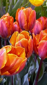 Preview wallpaper tulips, flowers, buds, loose