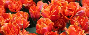 Preview wallpaper tulips, flowers, buds, bright, red