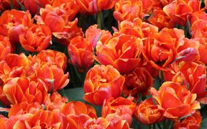 Preview wallpaper tulips, flowers, buds, bright, red