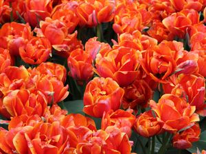 Preview wallpaper tulips, flowers, buds, bright, red