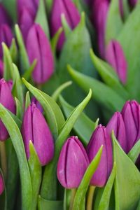 Preview wallpaper tulips, flowers, buds, purple, flower, green