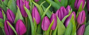 Preview wallpaper tulips, flowers, buds, purple, flower, green