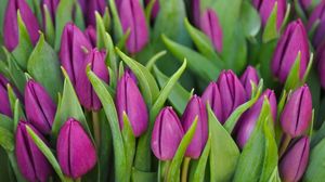 Preview wallpaper tulips, flowers, buds, purple, flower, green