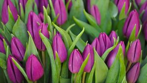 Preview wallpaper tulips, flowers, buds, purple, flower, green