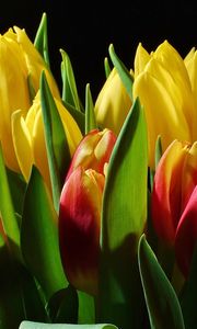 Preview wallpaper tulips, flowers, buds, flower, light, black background