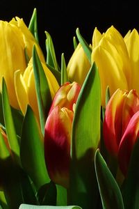 Preview wallpaper tulips, flowers, buds, flower, light, black background