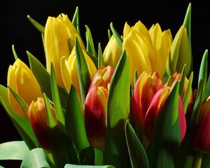 Preview wallpaper tulips, flowers, buds, flower, light, black background