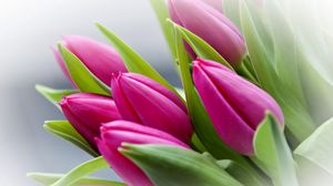 Preview wallpaper tulips, flowers, buds, flower, blurring