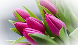 Preview wallpaper tulips, flowers, buds, flower, blurring