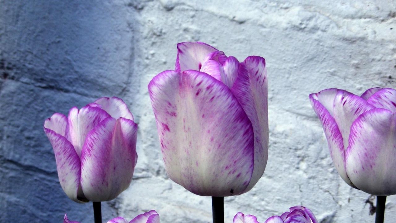 Wallpaper tulips, flowers, buds, colorful, flowerbed, wall