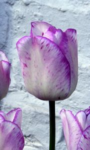 Preview wallpaper tulips, flowers, buds, colorful, flowerbed, wall