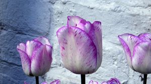 Preview wallpaper tulips, flowers, buds, colorful, flowerbed, wall