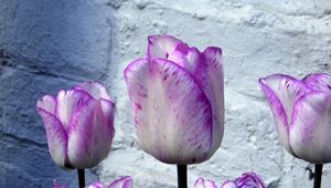 Preview wallpaper tulips, flowers, buds, colorful, flowerbed, wall