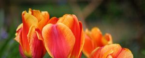 Preview wallpaper tulips, flowers, buds, colorful, blur