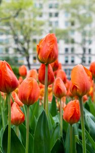 Preview wallpaper tulips, flowers, buds, spring, red