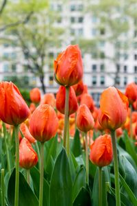 Preview wallpaper tulips, flowers, buds, spring, red