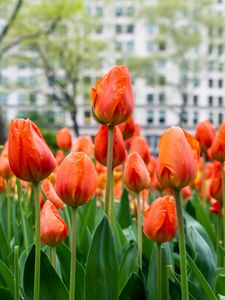 Preview wallpaper tulips, flowers, buds, spring, red