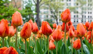 Preview wallpaper tulips, flowers, buds, spring, red