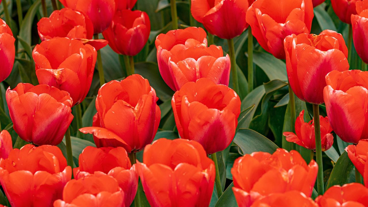 Wallpaper tulips, flowers, buds, petals, red