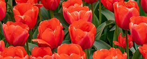 Preview wallpaper tulips, flowers, buds, petals, red