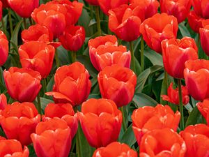 Preview wallpaper tulips, flowers, buds, petals, red