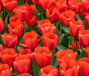 Preview wallpaper tulips, flowers, buds, petals, red